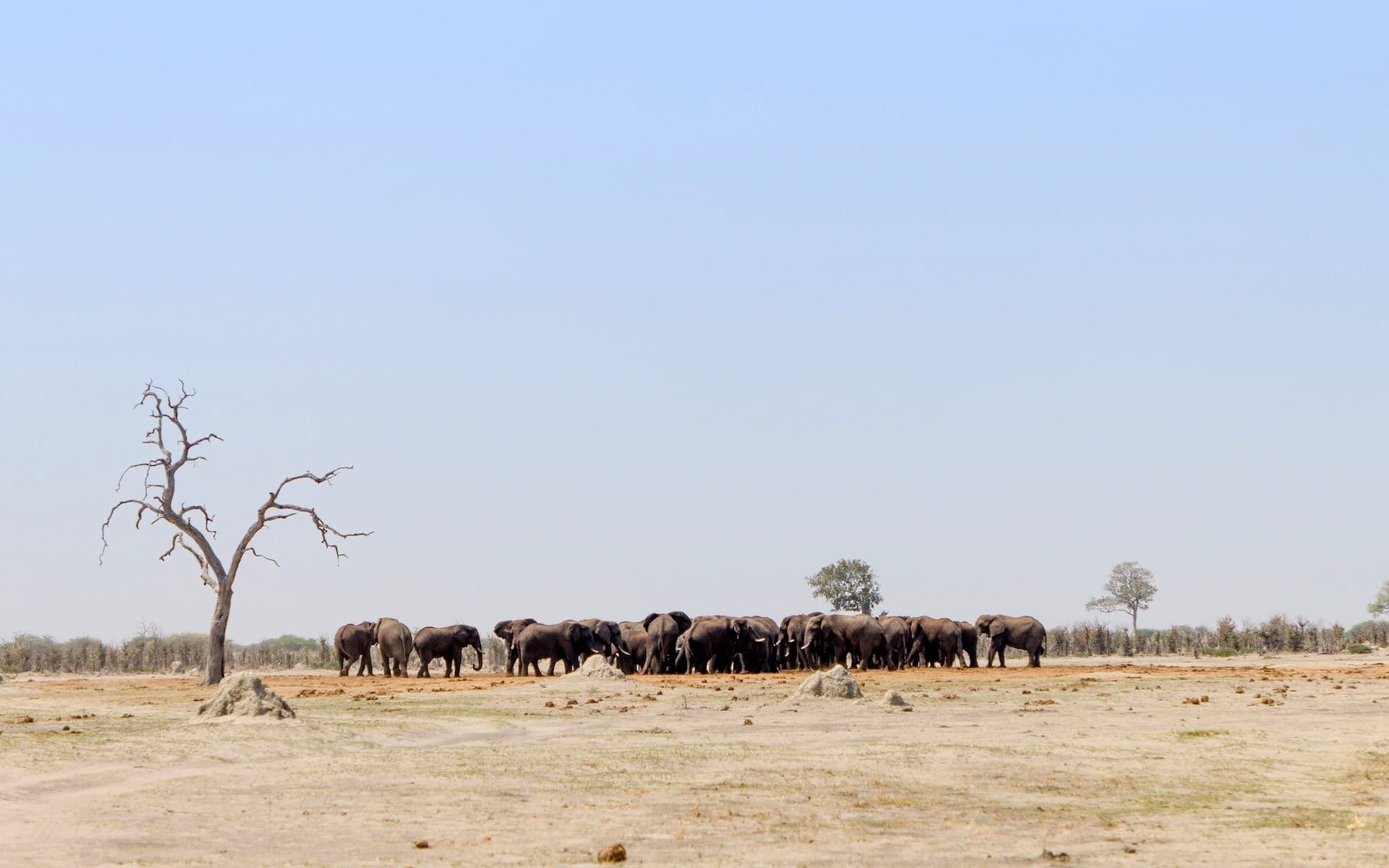 BANNER - Bushways - zebra - Savuti NP - IMG_4855 REISIDEE jpg - BW6
