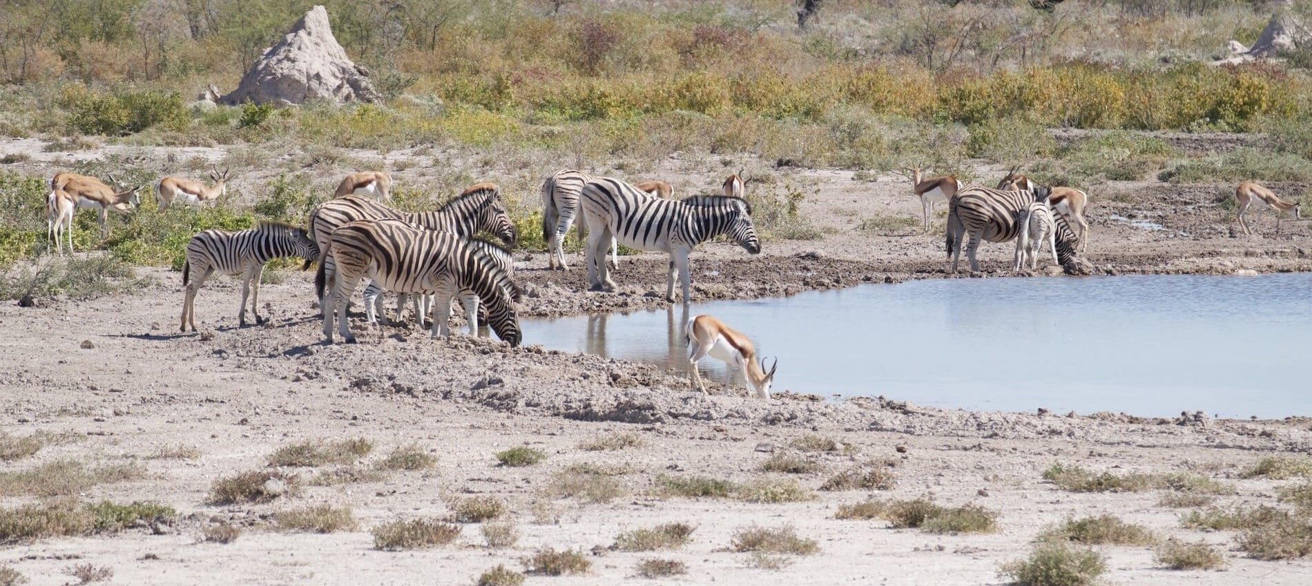 # KOPFOTO - NAM Etosha waterplaats met dieren 2015