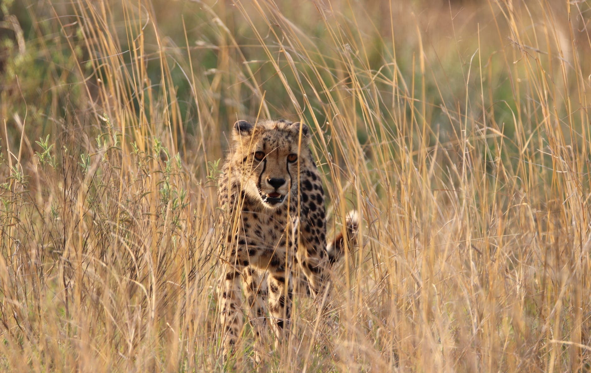 # KOPFOTO - Nkomazi - IMG_9210