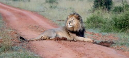 # KOPFOTO - ZA - Kololo-Welgevonden - 2018 - IMG_2666