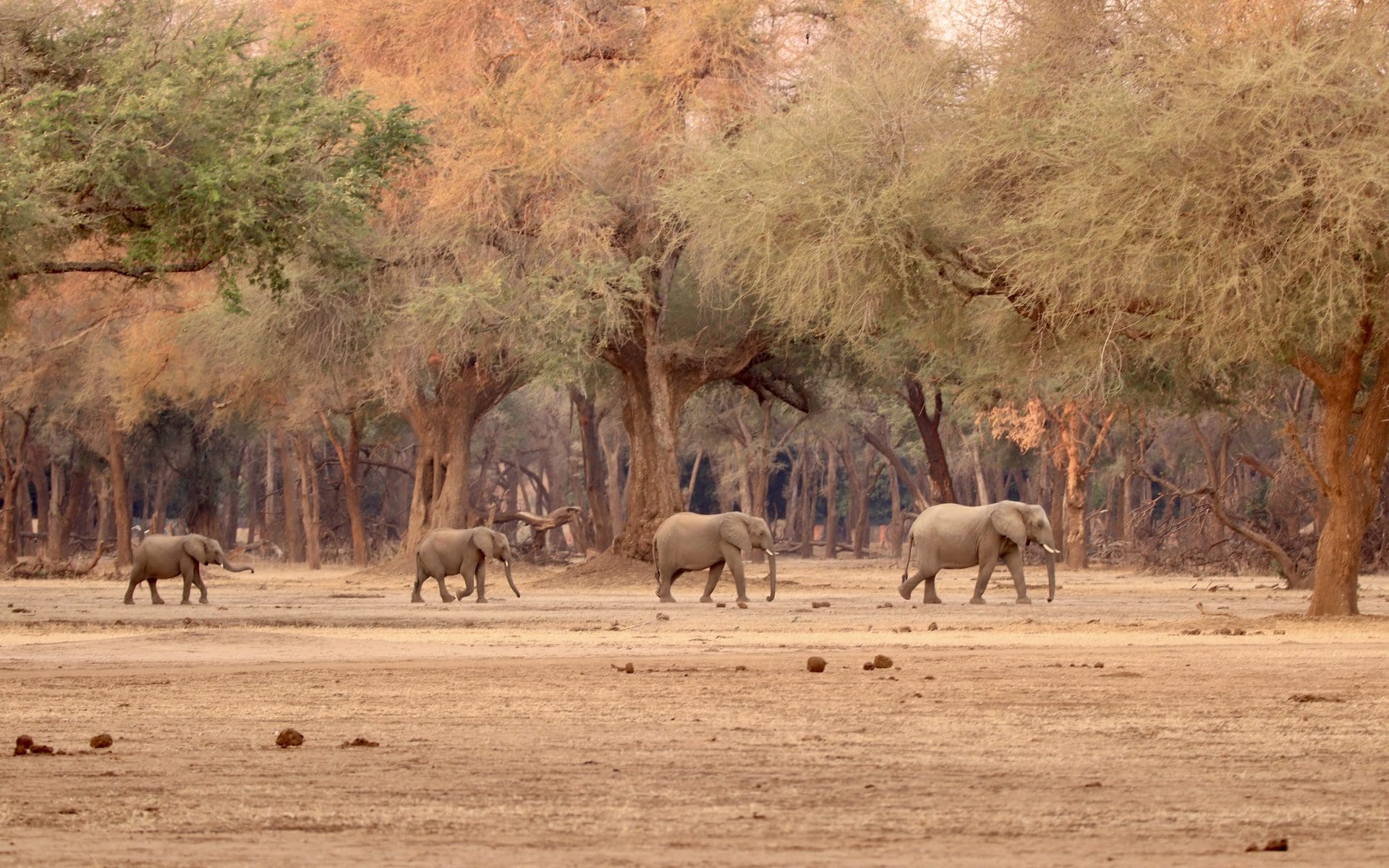 Classic Zambia Safari, olifanten