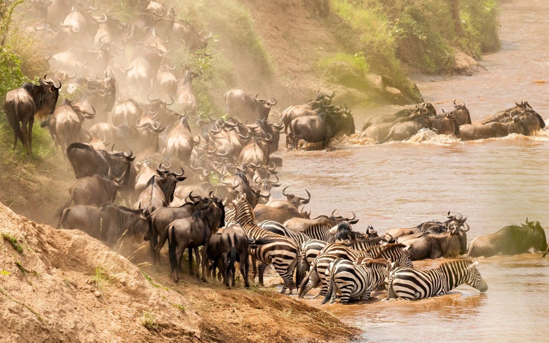 De migratie in een kleine groepsreis Kenia Tanzania