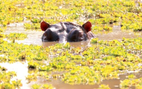 Machtige rivieren in Zambia