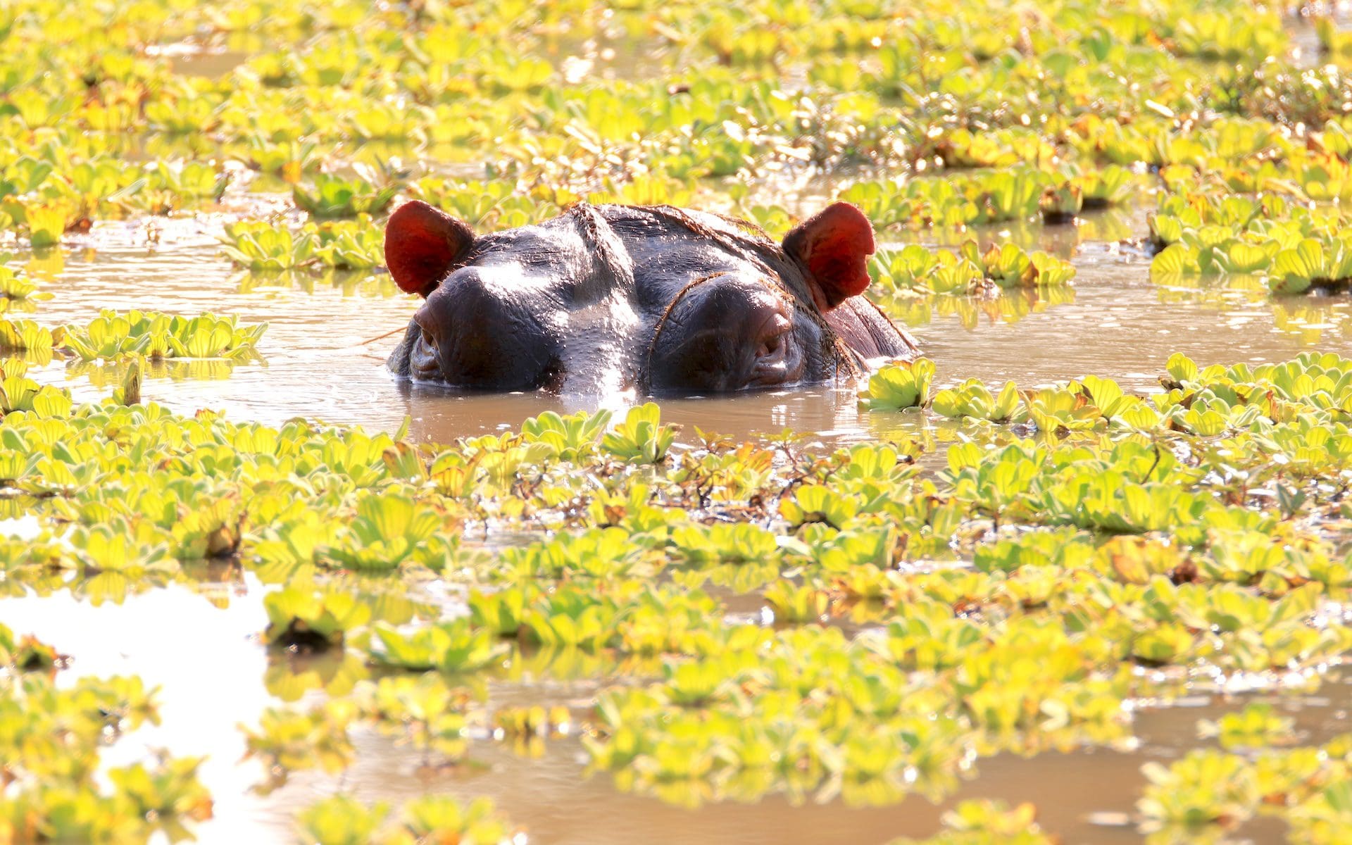 Machtige rivieren in Zambia