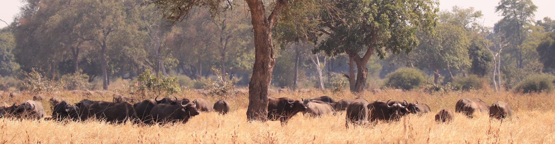 Op safari in Zambia
