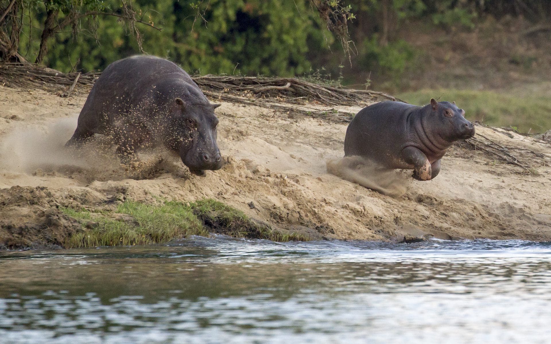 Verken Livingstone en Kafue National Park, Nijlpaarden