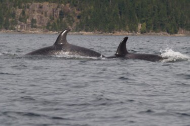 VOORPAGINA OVERIGE LANDEN - canada