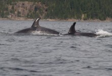 VOORPAGINA OVERIGE LANDEN - canada