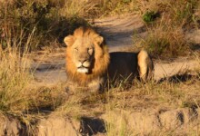 VOORPAGINA ZAMBIA - Kafue Mukambi _0046