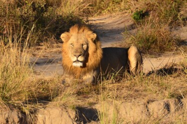 VOORPAGINA ZAMBIA - Kafue Mukambi _0046