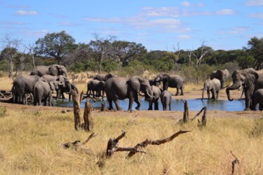 VOORPAGINA ZIMBABWE - Safari Hwange Somalisa 0267