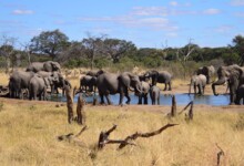 VOORPAGINA ZIMBABWE - Safari Hwange Somalisa 0267